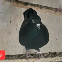 یک جفت نروماده زاغ کاکلی خیلی خوشتیپ وخوب