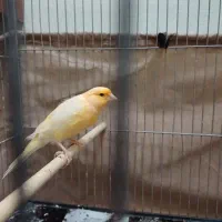 قناری نر|پرنده|رشت, شالکو|دیوار