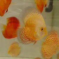 دیسکس درجه یک و حرفه ای|ماهی|کرج, گلشهر|دیوار