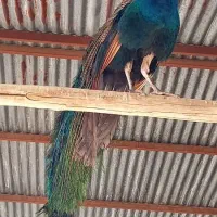 طاووس|پرنده|آران و بیدگل, |دیوار