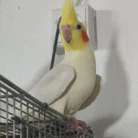 عروس هلندی نر و ماده دستی و نیمه دستی بالغ|پرنده|لار, |دیوار