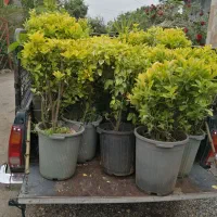 فروش نی خیزران|گل و گیاه طبیعی|رودسر, |دیوار