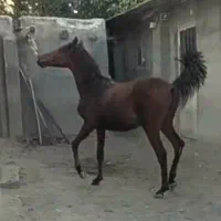 کره نریان ۱۷ماهه