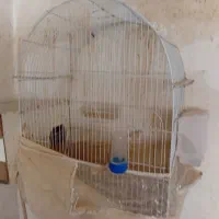 فروش قفس ولونه پرنده|لوازم جانبی حیوانات|سبزوار, قصبه شرقی|دیوار