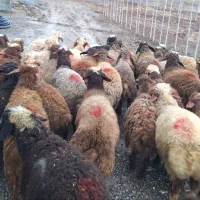 ۲ دسته کاور نر کهنه گوسفند نر کهنه بره نر کهنه