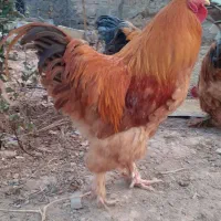 برهما اصیل|حیوانات مزرعه|قیدار, |دیوار