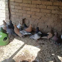 کبوتر رنگی|پرنده|بندر ماهشهر, |دیوار