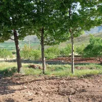 هرس درختان و سم پاشی