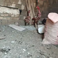 تخم مرغ لاری
