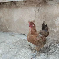 مرغ سلطانی|حیوانات مزرعه|قم, حاج زینل|دیوار
