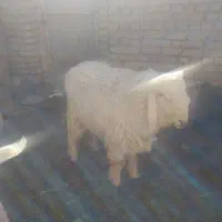 بره نر فروشی