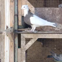 کفترطوقی 6عدد3نر3ماده|پرنده|برخوار, |دیوار