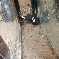 نر و ماده مینا سیاه کاکلی