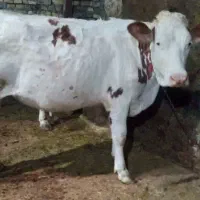 گاو سیمینتال شکم اولی