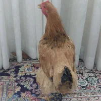 تعدادی مرغ لری و لاری