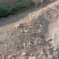 سگ سرابی