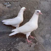 کبوتر نقره ای