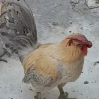 خروس محلی معاوضه با کبوتر