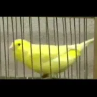 قناری واتر اسلاگر