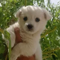 توله سگ پاپی