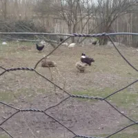 فروش خروس و اردک|حیوانات مزرعه|طاهرگوراب, |دیوار