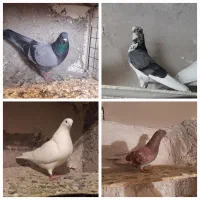 طوطی برزیلی کبوتر سهره قناری عروس هلندی مرغ عشق