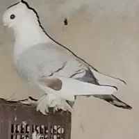 کبوتر زینتی|پرنده|قائمشهر, |دیوار