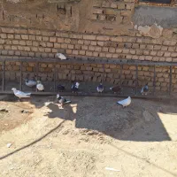 کبوتر
