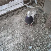 طوقی وکله ی|پرنده|نرماشیر, |دیوار