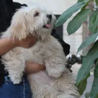 سگ شیتزو|سگ|تربت جام, میرقوام الدین|دیوار