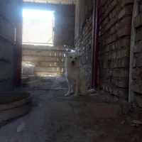 فروش حیوان باهوش