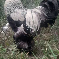 تخم نطفه دار برهما امپراطور