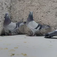 کبوتر