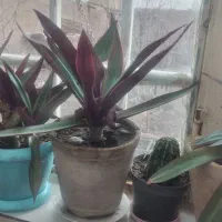 گلها‌زیبا‌فروشی