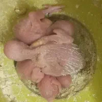 مرغ عشق روی تخم