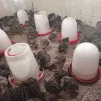 بلدرچین  سالم و سرحال