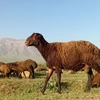 بره قوچ دو شیره حدود۸۵ کیلو