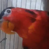 طوطی لوری قرمز ماده