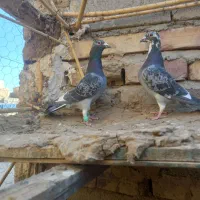 پرنده فروشی