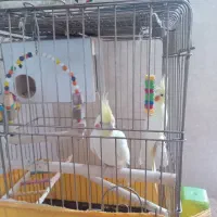 عروس هلندی لوتینو رام و دستی|پرنده|گرمی, |دیوار