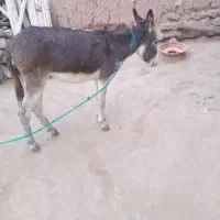 الاغ جوان