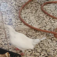 کبوتر نر|پرنده|رشت, منظریه|دیوار