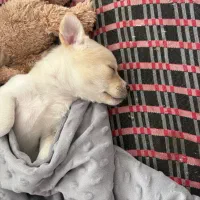 پامر اشپیتز وپیکینیز