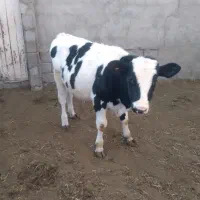 گاو گوساله جوانه|حیوانات مزرعه|نیشابور, دربقاضی|دیوار