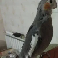 معاوضه عروس هلندی بالغ|پرنده|ری, شهید غیوری (ابن باویه)|دیوار