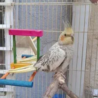 ۲ عدد عروس هلندی به همراه قفس مجهز|پرنده|مشهد, نوغان|دیوار
