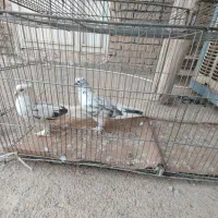 کفتر پرشی|پرنده|شاهین دژ, |دیوار