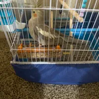 ماده نژاد خاکستری