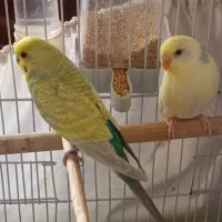 مرغ عشق|پرنده|دماوند, دماوند|دیوار