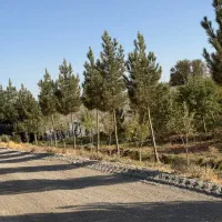 باغ بادام ۵ ساله با مجوز گلخانه